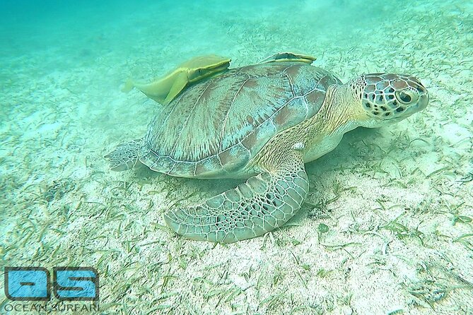 Afternoon Snorkel, Pizza & Sunset Tour departing from St. Thomas & St. John - The crew is a major part of the value