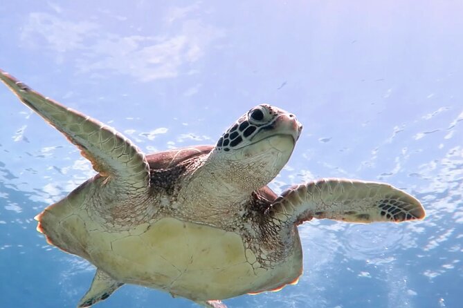 Cas Cay - Kayak Hike and Snorkel Adventure - Key Things to Know Before You Go