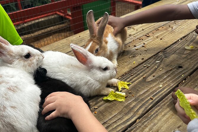 Connors Farms Petting Zoo - Allergies, Comfort, and Practical Planning