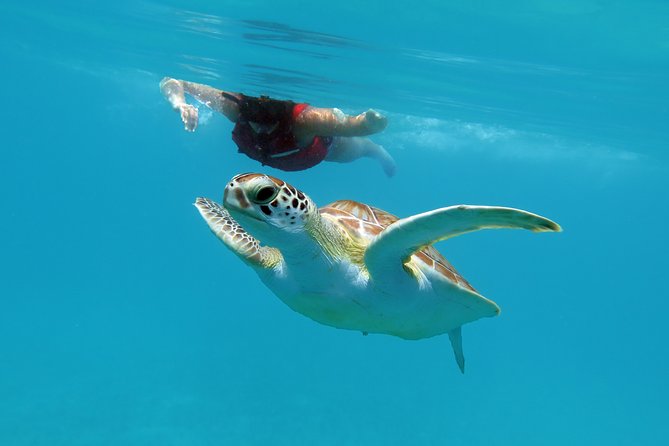 Coral Reef and Turtle Discovery Kayak and Snorkel Tour - Why this St. Thomas water tour feels different
