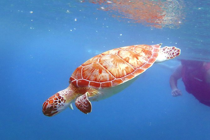 Coral Reef and Turtle Discovery Kayak and Snorkel Tour - Second stop: a sea turtle habitat