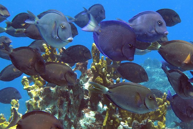 Coral Reef and Turtle Discovery Kayak and Snorkel Tour - Lunch from the cooler
