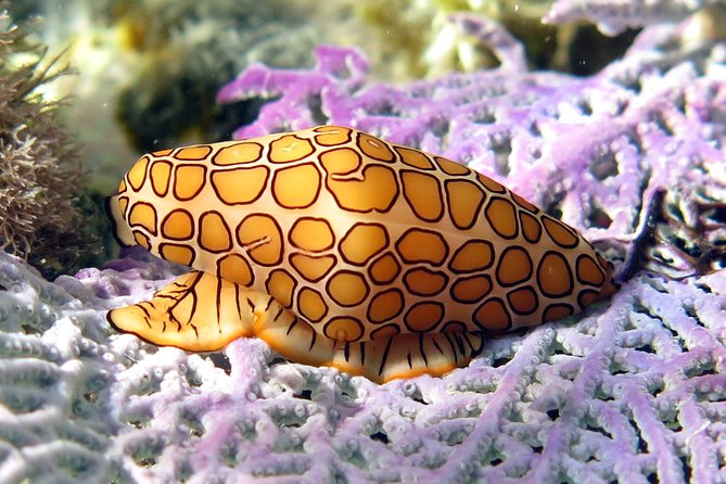 Coral Reef and Turtle Discovery Kayak and Snorkel Tour - The group size and personal feel