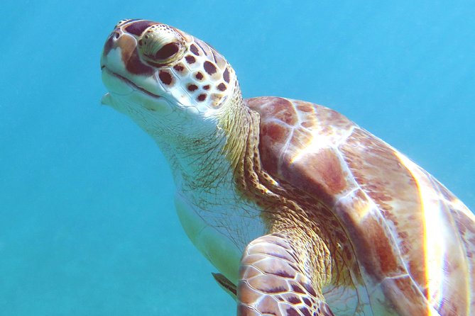 Coral Reef and Turtle Discovery Kayak and Snorkel Tour - Kayaking across St. Thomas’ clear water