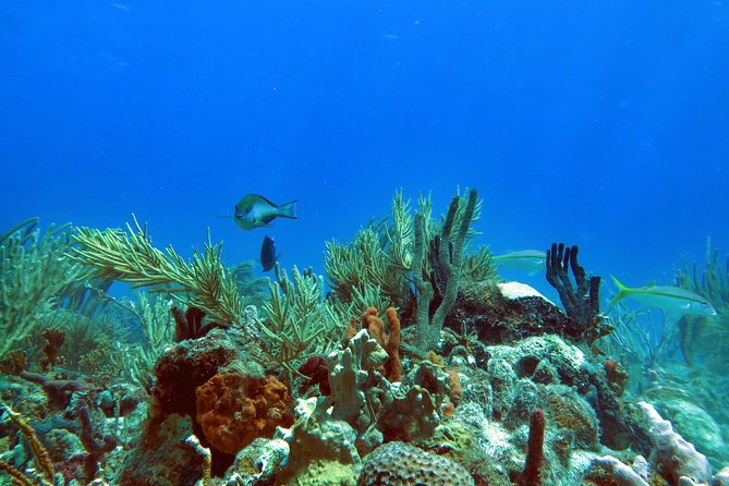 Coral Reef and Turtle Discovery Tour - What This St Thomas Water Tour Is Really Like