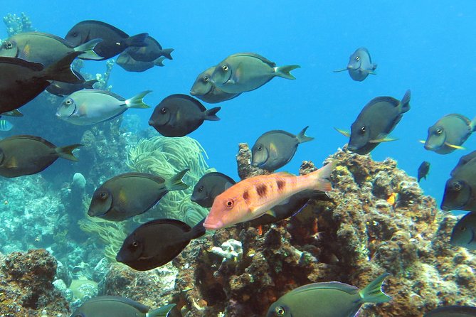 Coral Reef and Turtle Discovery Tour - Lunch Before the Sea Turtle Stop