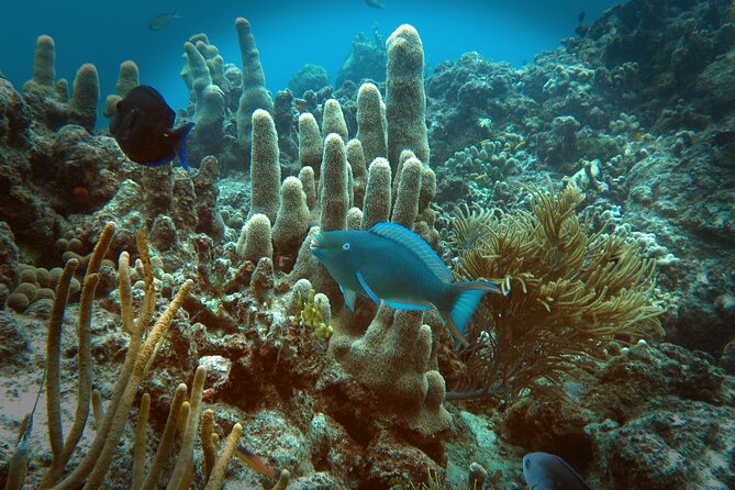 Coral Reef and Turtle Discovery Tour - A Second Snorkel With Sea Turtles