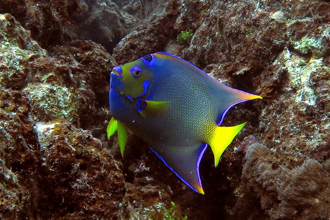 Coral Reef and Turtle Discovery Tour - What the $159 Price Includes