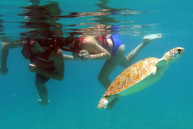 Coral Reef and Turtle Kayak Excursion - Why this St Thomas outing works