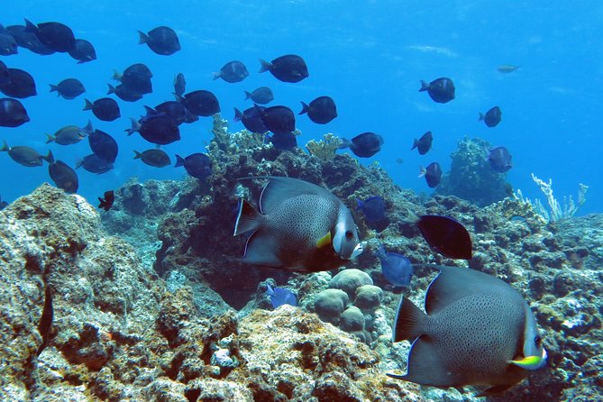 Coral Reef and Turtle Kayak Excursion - Paddling through St Thomas waters