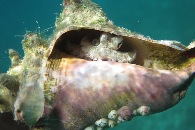 Coral Reef and Turtle Kayak Excursion - First snorkel at the secluded coral reef