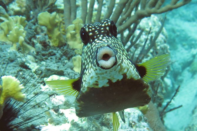 Coral Reef and Turtle Kayak Excursion - The second stop: snorkeling with sea turtles