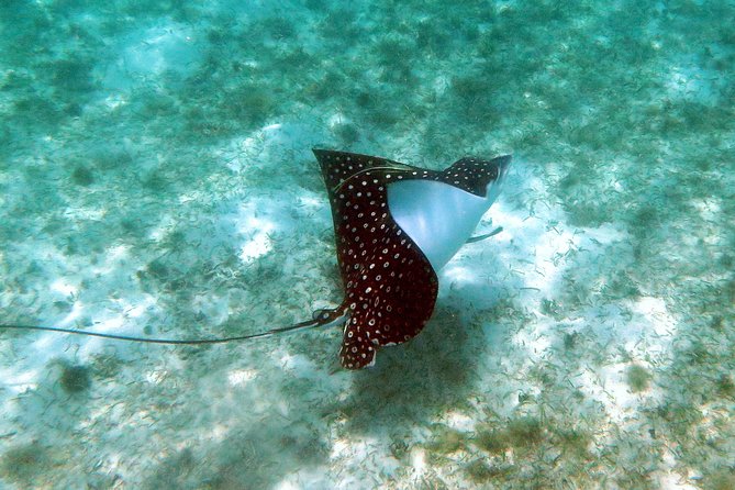 Coral Reef and Turtle Kayak Excursion - Meeting at Emerald Beach Resort at 9:30