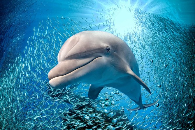 Coral World Ocean Park General Admission Ticket - What your $29 admission actually covers