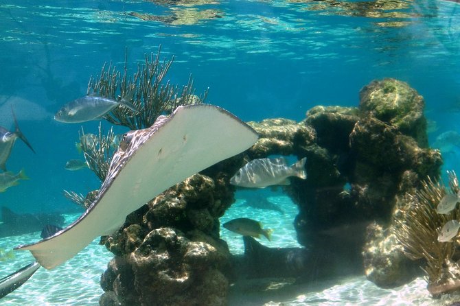 Coral World Ocean Park General Admission Ticket - Animal presentations bring the visit to life