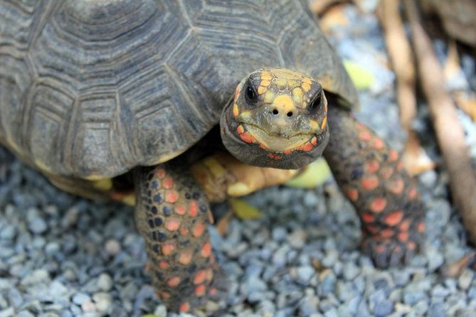 Coral World Ocean Park General Admission Ticket - Extra encounters can change the cost quickly