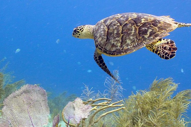 Coral World Ocean Park General Admission Ticket - Is Coral World good value at $29?
