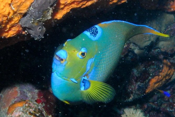 Discover Scuba Diving with No Certification in St Thomas - Timing, transportation, and flight planning