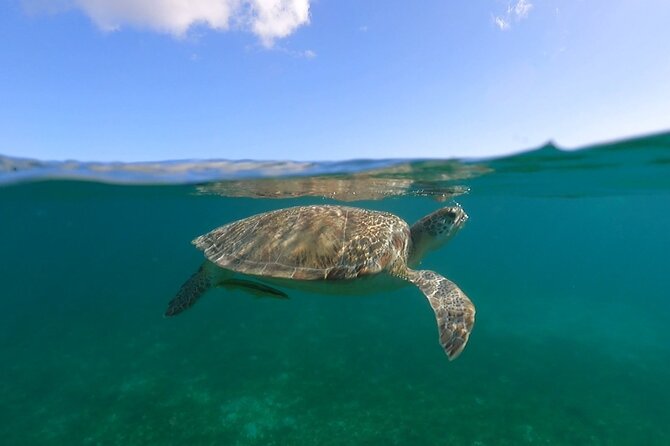 Full-Day Private Boat Charter from St. John or St. Thomas - Hurricane Hole: calm water among mangroves