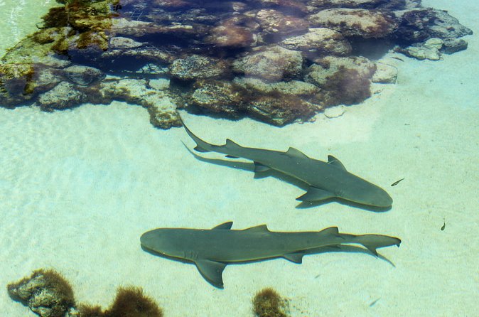 Guided Tour of Coral World Ocean Park & Happy Hour - What the happy hour adds, and what to confirm