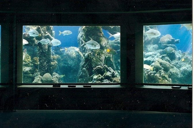 Guided Tour of Coral World Ocean Park & Happy Hour - Who will enjoy this private park visit most?
