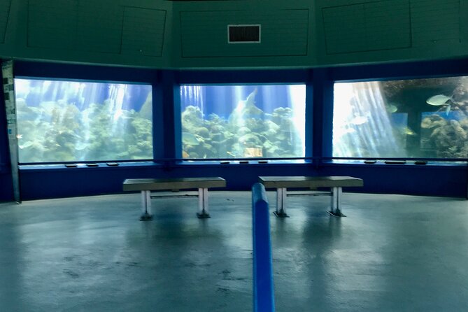 Guided Tour of Coral World Ocean Park & Happy Hour - The guided walk through turtles, stingrays, and mangroves