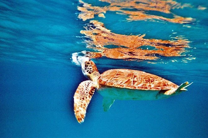 Half Day Sail and Snorkel with the Turtles - How small is the group?