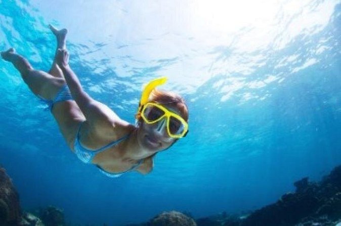 Half Day Snorkeling Tour from Margaritaville - What you may see beneath St. Thomas