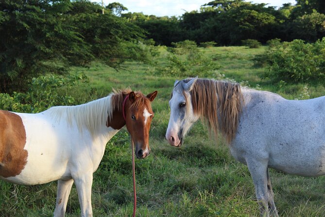 Horseback Riding Experience - A Guide Who Adds More Than Directions
