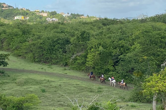 Horseback Riding Experience - Meeting Calm Horses Before the Trail
