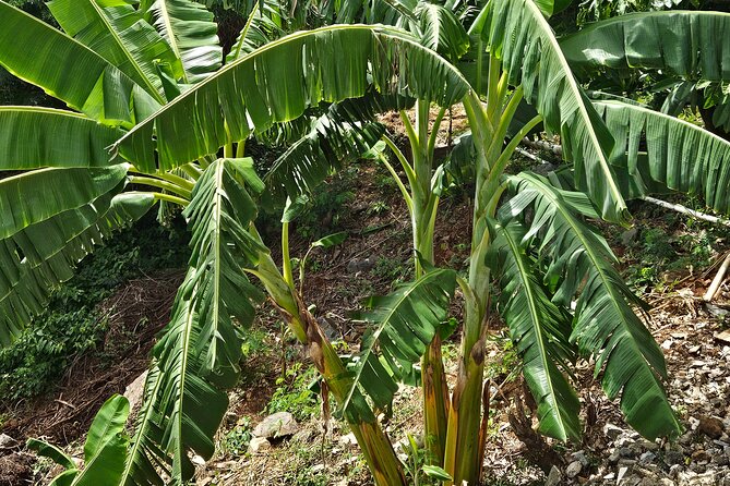 Island Eco Farm Tour with Local Treats and Sapphire Beach Time - Starting at the high ground of Estate Road
