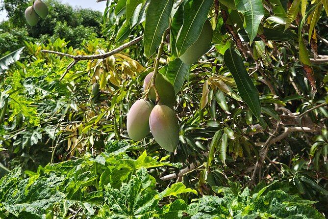 Island Eco Farm Tour with Local Treats and Sapphire Beach Time - Local treats that make the farm visit personal