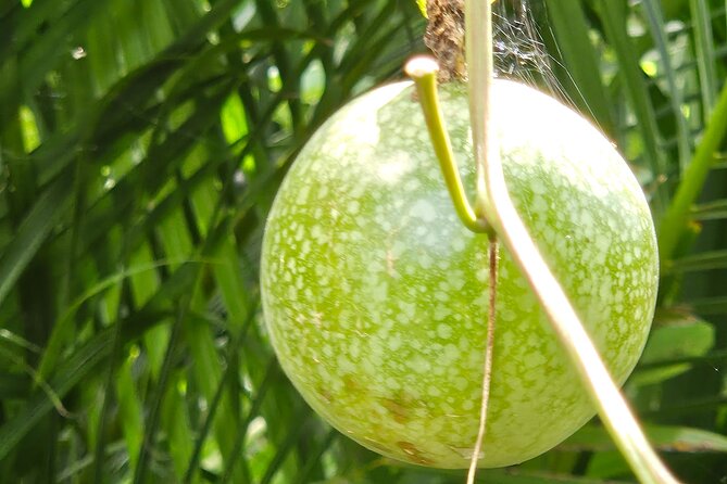 Island Eco Farm Tour with Local Treats and Sapphire Beach Time - What to bring and how to plan the day