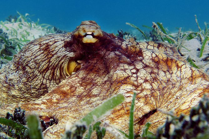 Kayak and Sea Turtle Snorkel with Beach Break - Learning to kayak on a sandy beach