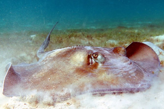 Kayak and Sea Turtle Snorkel with Beach Break - Lunch, drinks, and the beach break