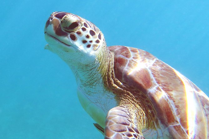 Kayak and Sea Turtle Snorkel with Beach Break - Who will enjoy this St. Thomas excursion