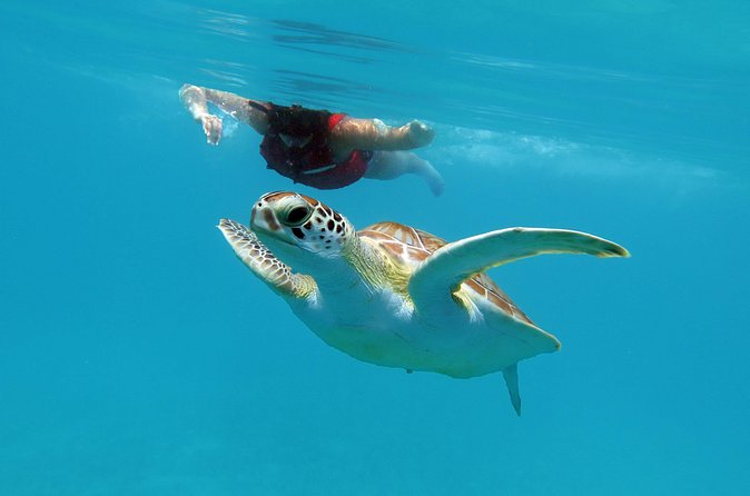 Kayak and Sea Turtle Snorkel with Beach Break - Guide quality and the small-group advantage