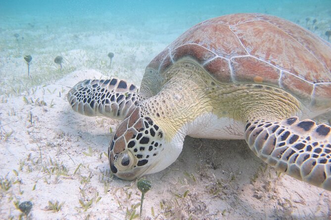 Kayak & Snorkel with Sea Turtles, National Park, St. John - Guide quality can shape the day