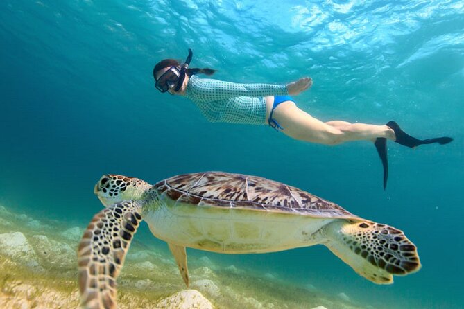 Maho Bay Turtle Snorkel with Lunch and Bar at Frenchman's Reef - Starting at Frenchman’s Reef at 9:30 a.m.