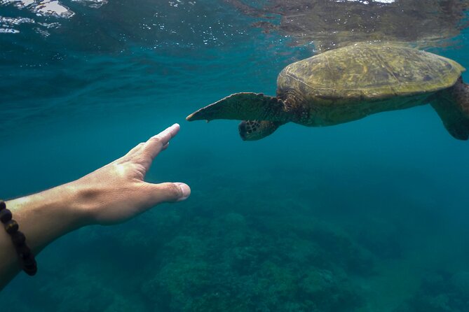 Maho Bay Turtle Snorkel with Lunch and Bar at Frenchman's Reef - Food needs and physical demands