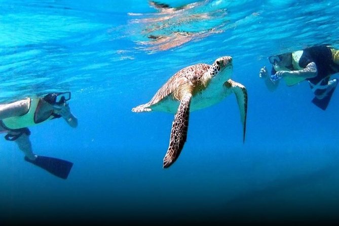 National Park Snorkeling Excursion - A morning on Reef Surfari