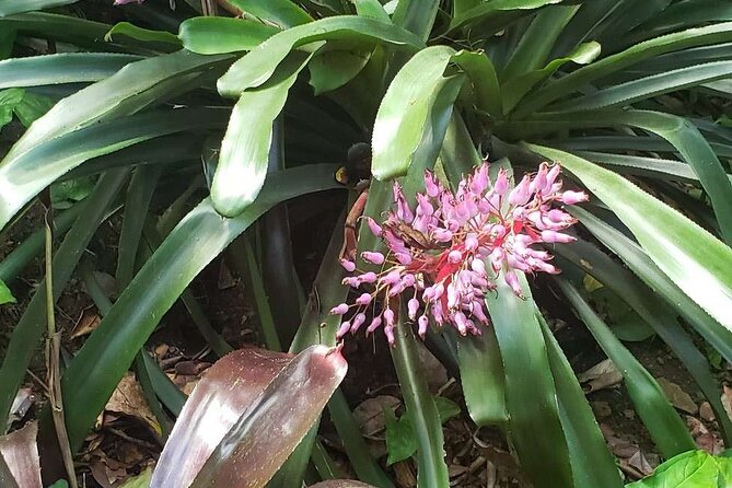 Nature and Sightseeing at Phantasea Tropical Botanical Garden - Is $15.80 a fair price?