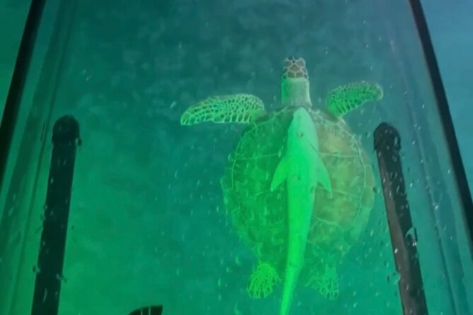 Night Kayak Tour St. Thomas - Westin Frenchman's Reef - Watching tarpon, stingrays, and turtles below you