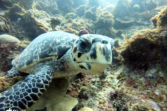 Private Full Day Guided Snorkeling or Diving Charter in St Thomas - Buck Island and the Cartanza wreck