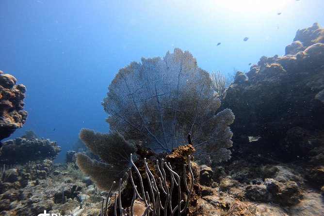 Private Full Day Guided Snorkeling or Diving Charter in St Thomas - Secret Harbour for a possible lunch break
