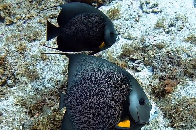 Private Full Day Guided Snorkeling or Diving Charter in St Thomas - Christmas Cove and the best chance for variety