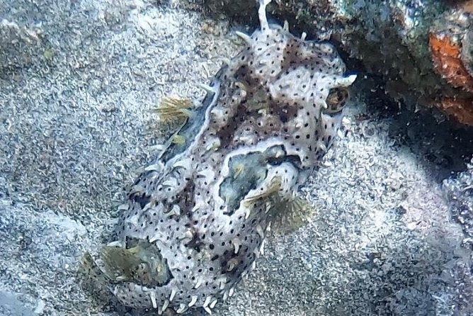 Private Full Day Guided Snorkeling or Diving Charter in St Thomas - What the crew adds to the experience