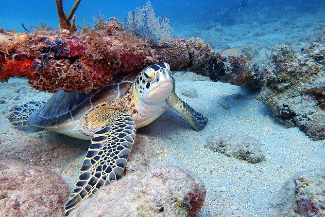 Private Half-Day Guided Snorkeling Charter in St. Thomas - A private morning or afternoon on St. Thomas