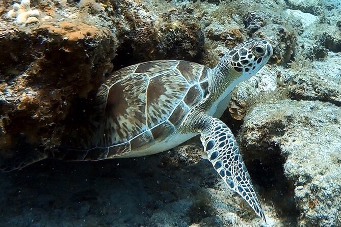 Private Half-Day Guided Snorkeling Charter in St. Thomas - Little St. James and its coral gardens