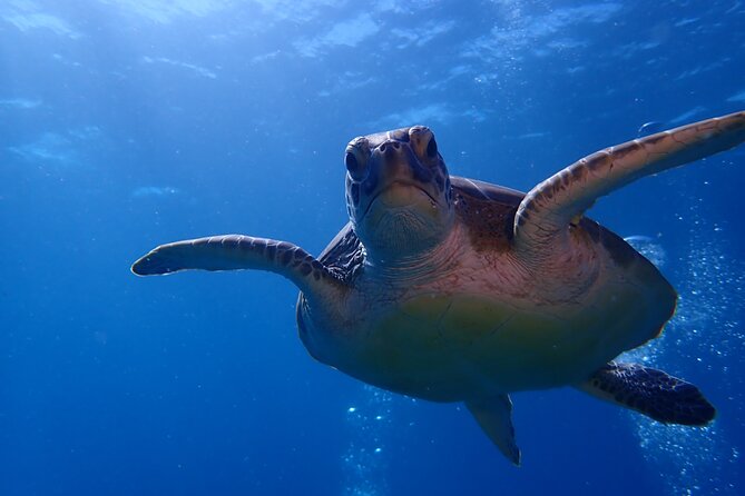 Private Half-Day Guided Snorkeling Charter in St. Thomas - Wildlife you might see